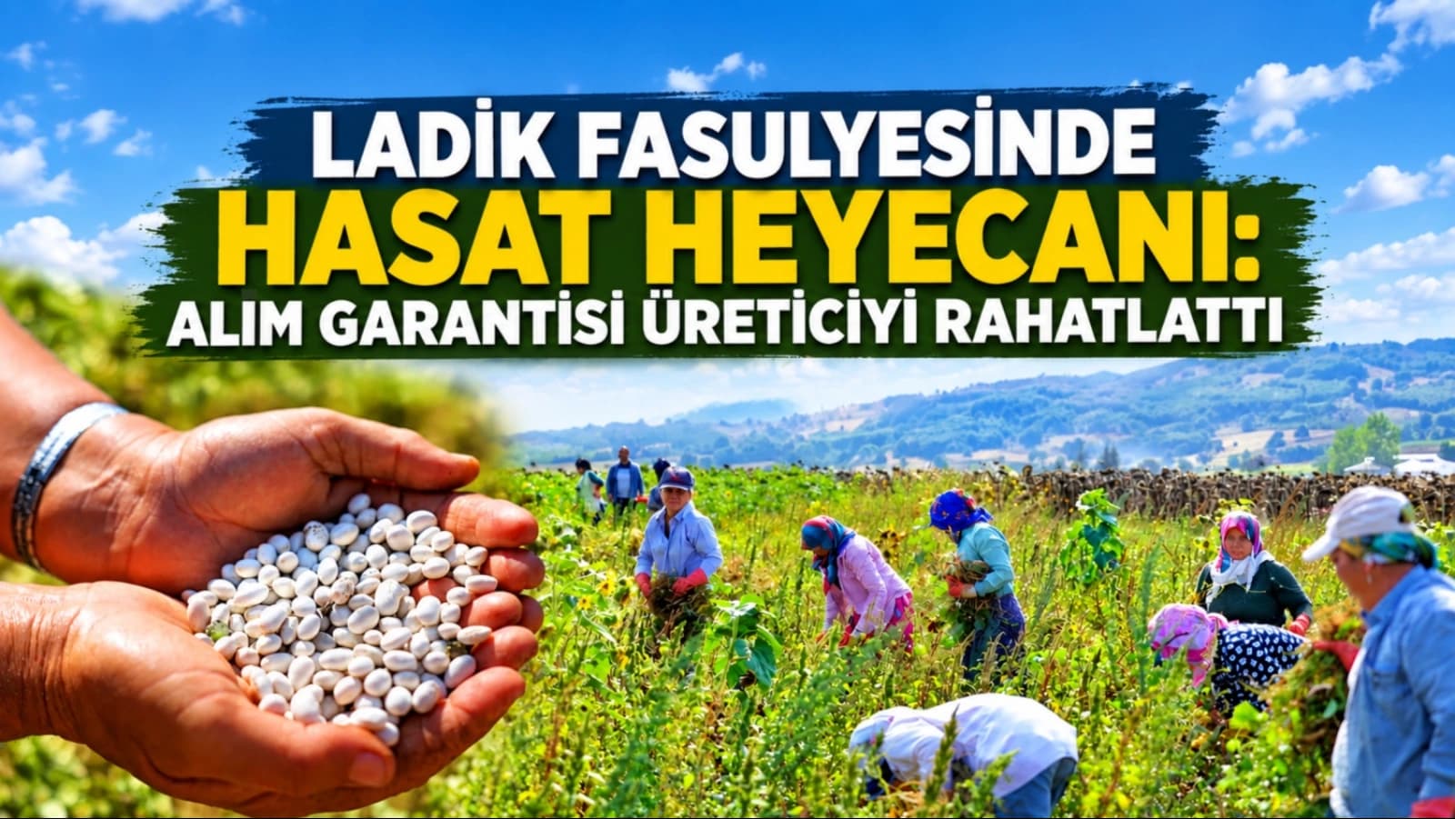 Ladik fasulyesinde hasat heyecanı: Alım garantisi üreticiyi rahatlattı